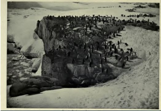Penguins at Petermann Island during later expedition